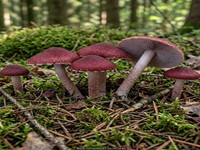 Weinroter Körnchenschirmling1